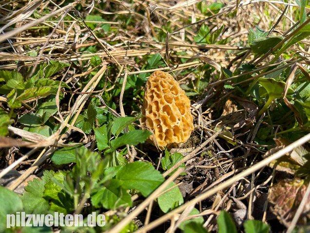 Speisemorchel, Morchella esculenta