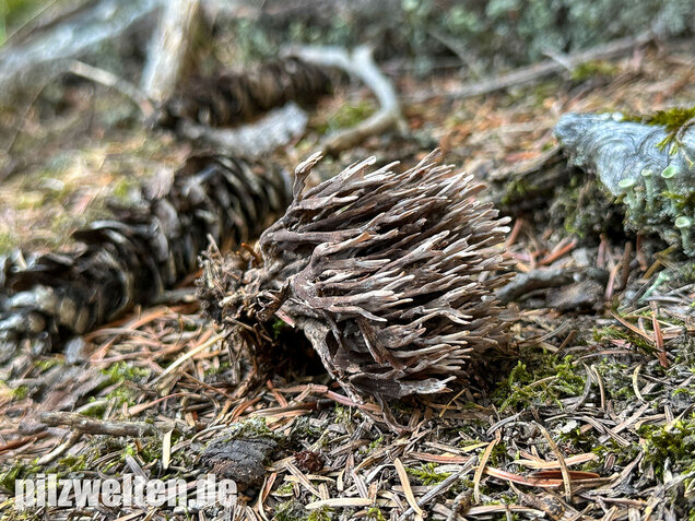 Stinkender Warzenpilz, Stinkende Lederkoralle, Thelephora palmata