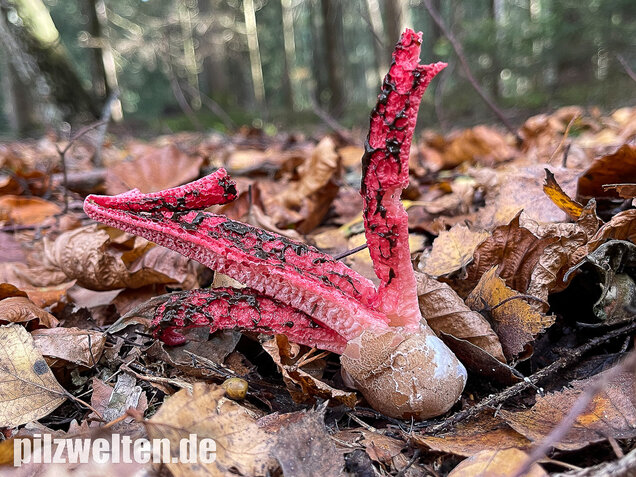 Tintenfischpilz, Clathrus archeri