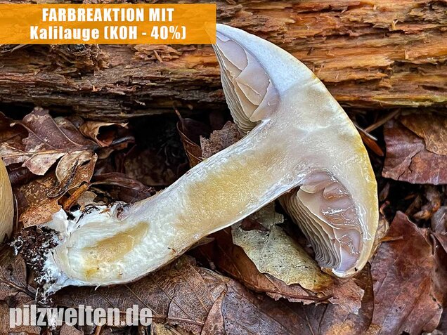Violettblättriger Schleimfuß, Cortinarius delibutus