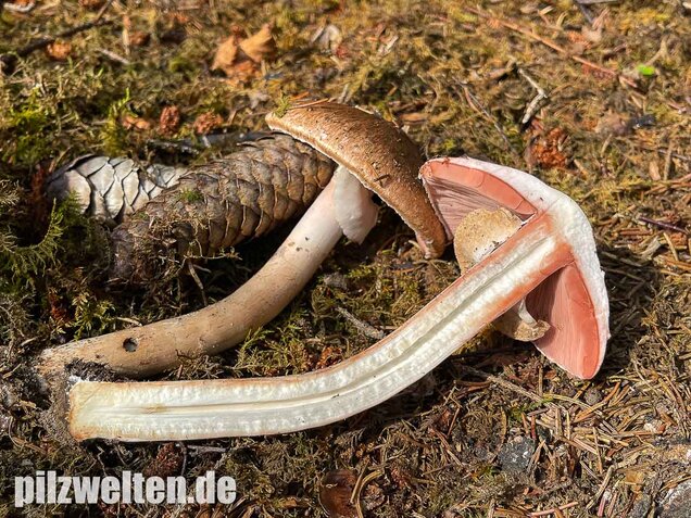 Kleiner Waldchampignon, Agaricus silvaticus