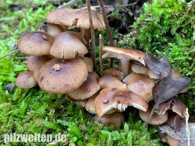 Winter-Helmling, Mycena tintinnabulum