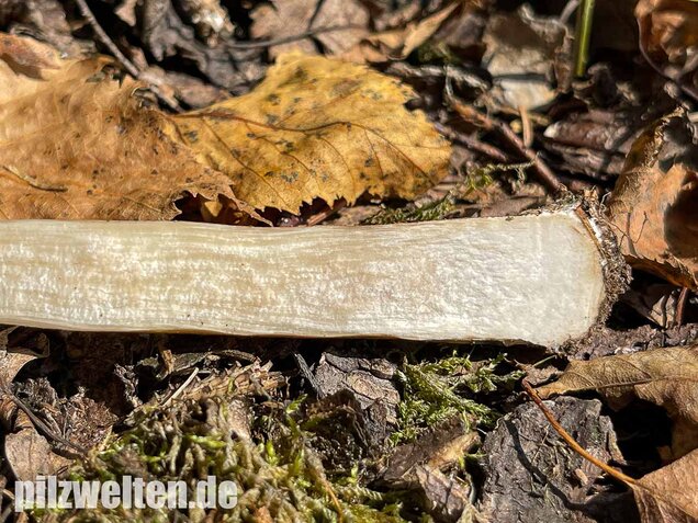 Wollstieliger Raufußröhrling (weiße Form), Leccinum cyaneobasileucum