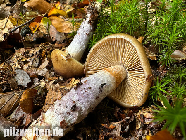 Honigschleimfuß, Runzeliggeriefter Schleimfuß, Cortinarius stillatitius
