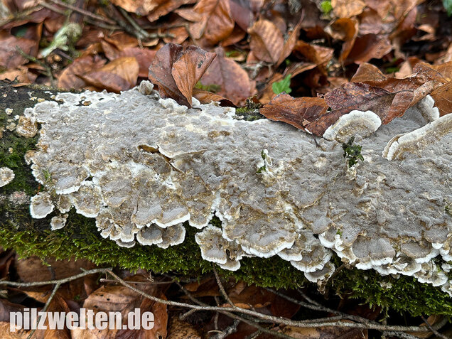 Angebrannter Rauchporling, Bjerkandera adusta