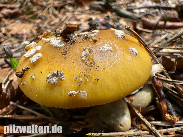 Narzissengelber Knollenblätterpilz, Amanita gemmata