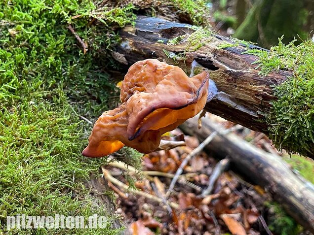 Bischofsmütze, Gyromitra infula