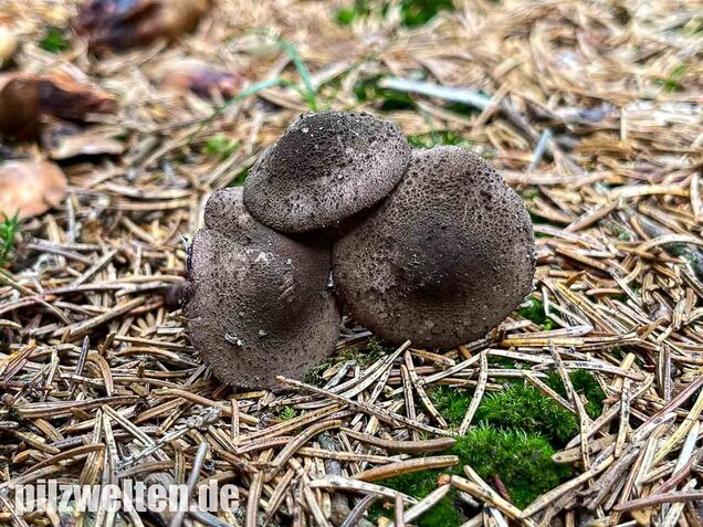 Blutblättriger Zwergschirmling, Melanophyllum haematospermum