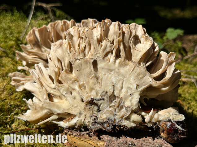 Breitblättrige Glucke, Sparassis brevipes