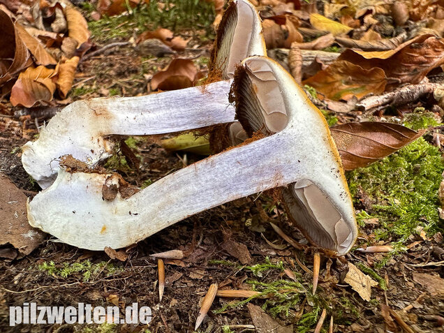 Buchenklumpfuß, Cortinarius anserinus