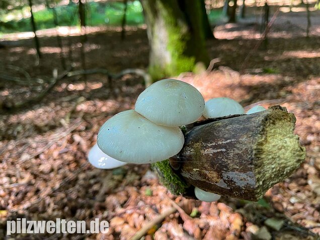 Buchenschleimrübling, Mucidula mucida