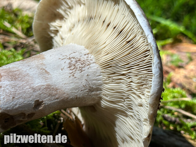 Dichtblättriger Schwärztäubling, Russula densifolia