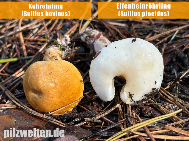 Elfenbeinröhrling, Weymouthsröhrling, Suillus placidus