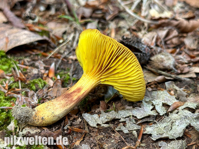 Europäisches Goldblatt, Phylloporus pelletieri