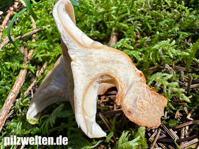 Wasserfleckiger Trichterling, Paralepista gilva