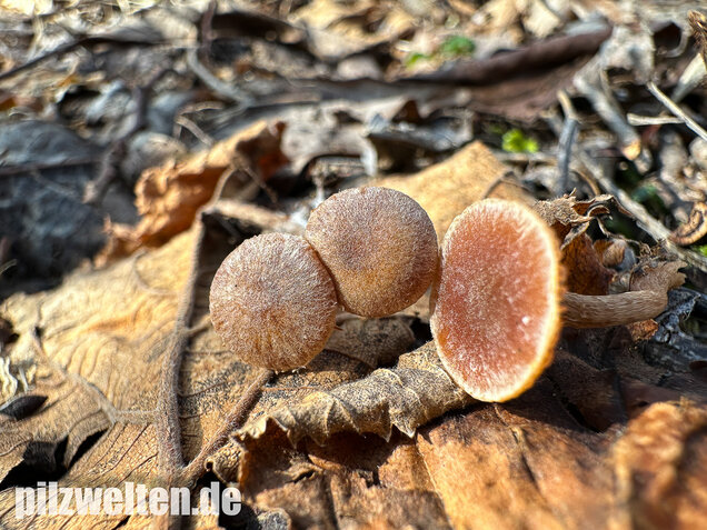 Flockiger Trompetenschnitzling, Tubaria conspersa