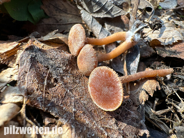 Flockiger Trompetenschnitzling, Tubaria conspersa