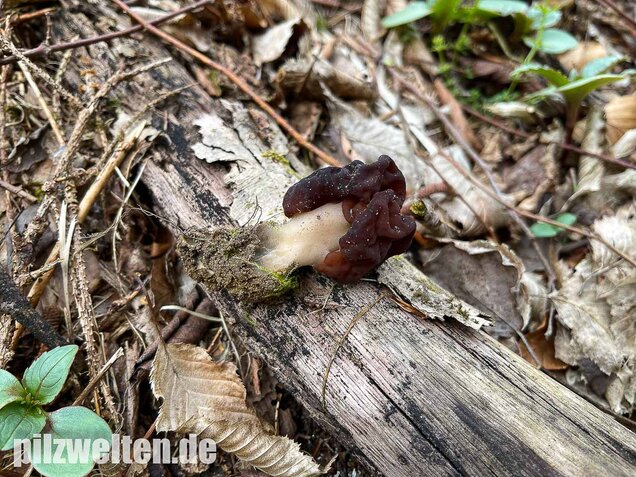 Frühjahrslorchel, Giftlorchel, Gyromitra esculenta
