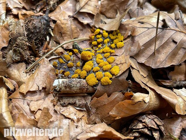 Gelber Eierschleimpilz, Physarum virescens