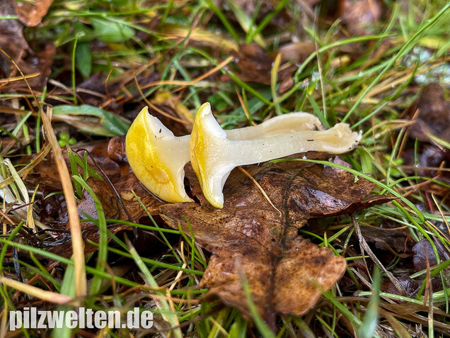 Gelber Lärchenschneckling, Hygrophorus lucorum