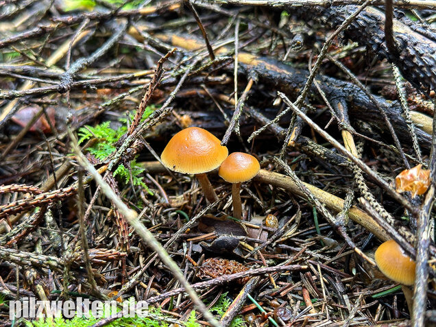 Gifthäubling, Nadelholzgifthäubling, Galerina marginata