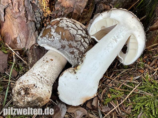 Grauer Wulstling, Amanita excelsa