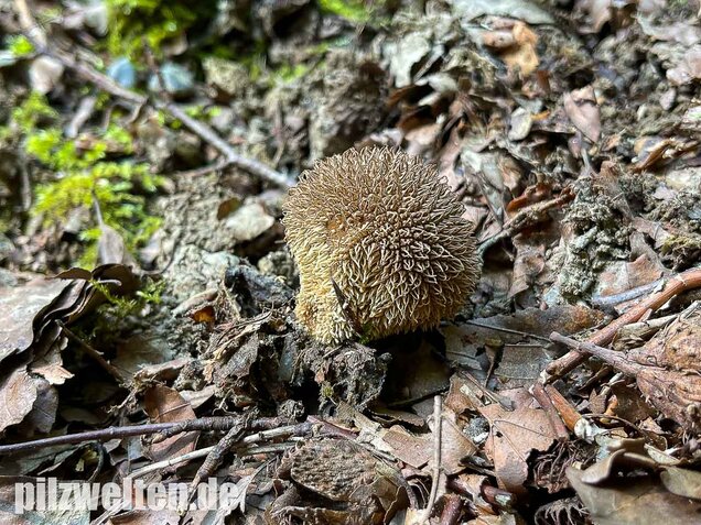 Igelstäubling, Lycoperdon echinatum