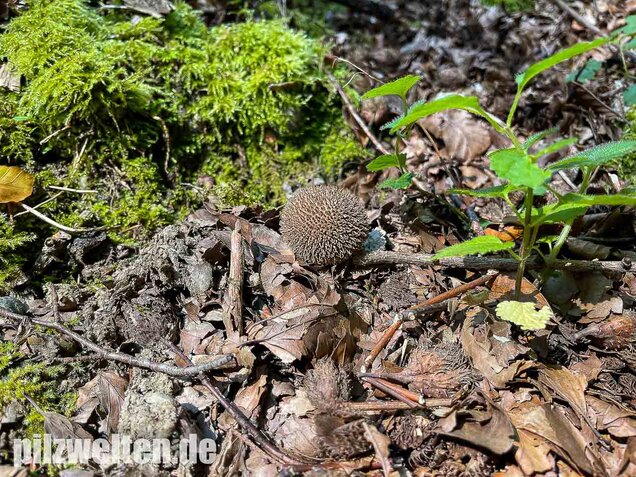 Igelstäubling, Lycoperdon echinatum