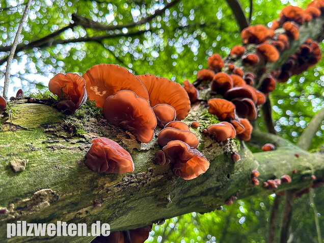 Judasohr, Auricularia auricula-judae