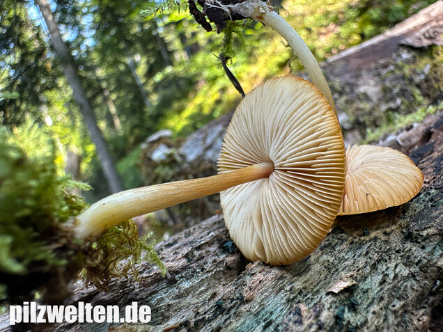 Löwengelber Dachpilz, Pluteus leoninus