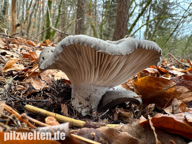 Märzschneckling, Märzellerling, Hygrophorus marzuolus