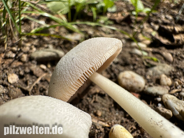 Mausgrauer Scheidling, Volvariella murinella