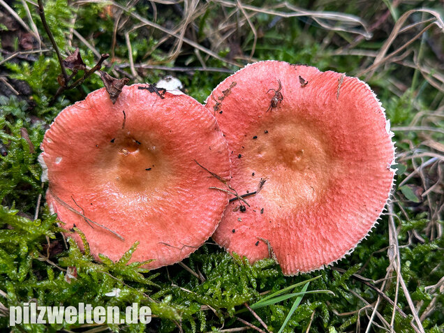 Milder Glanztäubling, Russula nitida