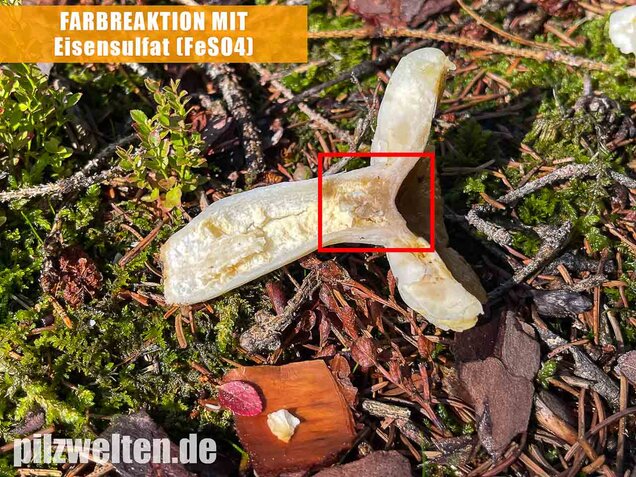 Milder Wachstäubling, Mädchentäubling, Russula puellaris