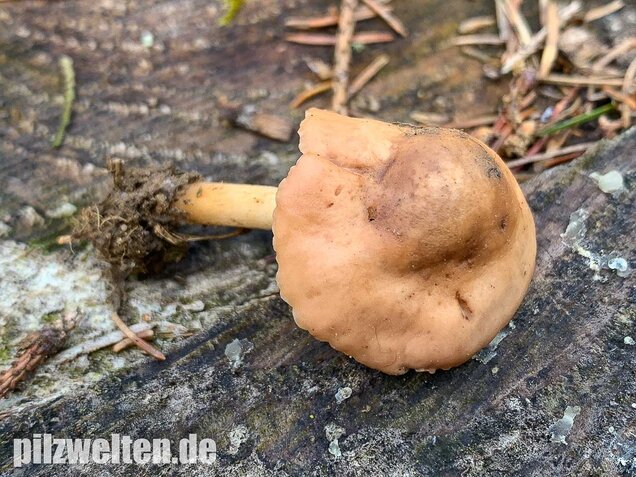 Nelkenschwindling, Marasmius oreades