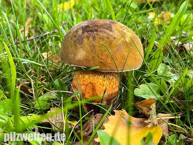 Netzstieliger Hexenröhrling, Suillellus luridus