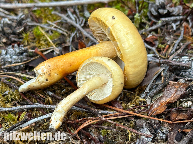 Ockergelber Schleimschirmling, Zhuliangomyces ochraceoluteus