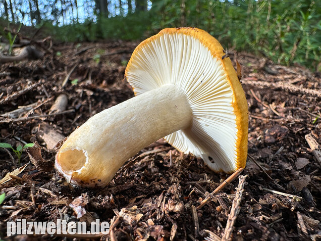 Ockergelber Täubling, Zitronentäubling, Russula ochroleuca