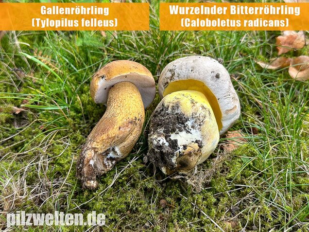 Gallenröhrling, Bitterling, Bitterpilz, Tylopilus felleus
