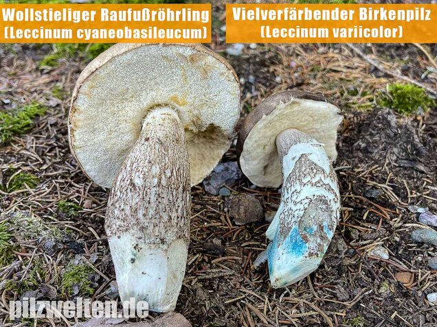 Vielverfärbender Birkenpilz, Leccinum variicolor