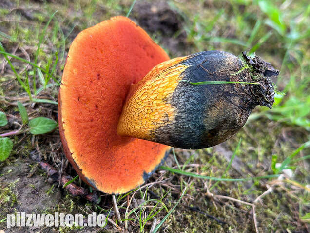 Rothütiger Hexenröhrling, Suillellus rubriceps