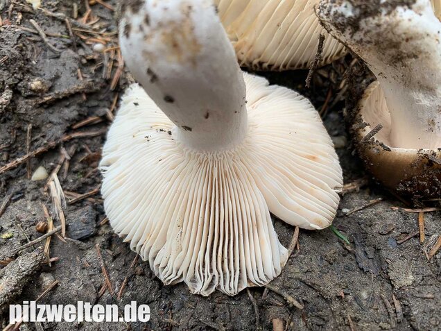 Scharfer Glanztäubling, Russula firmula