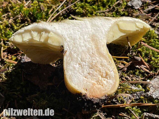 Seifenritterling, Tricholoma saponaceum