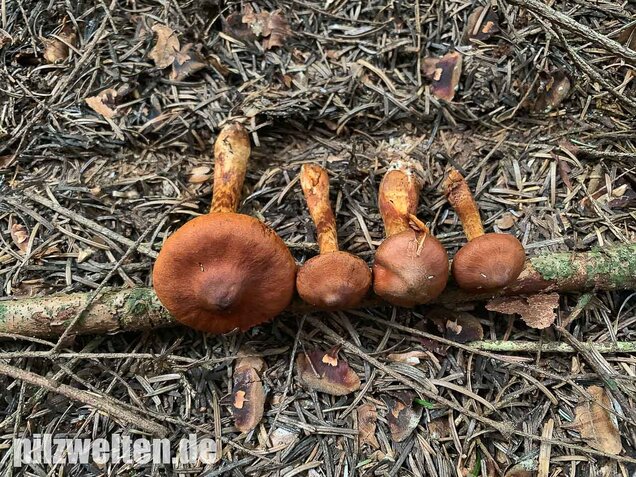 Spitzgebuckelter Raukopf, Cortinarius rubellus