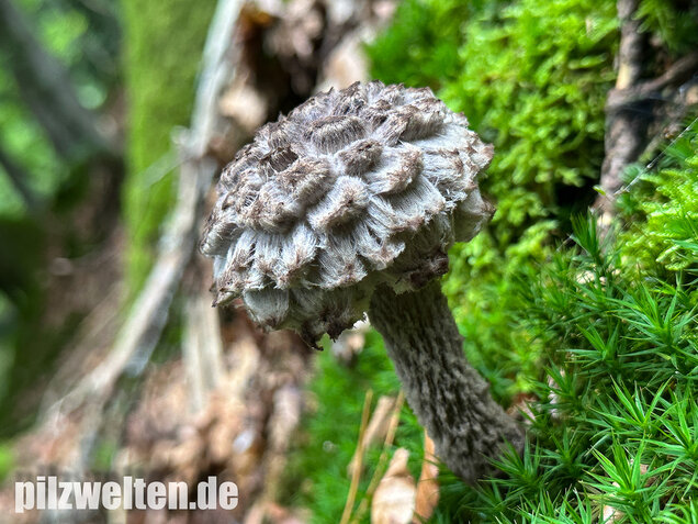Strubbelkopfröhrling, Strobilomyces strobilaceus