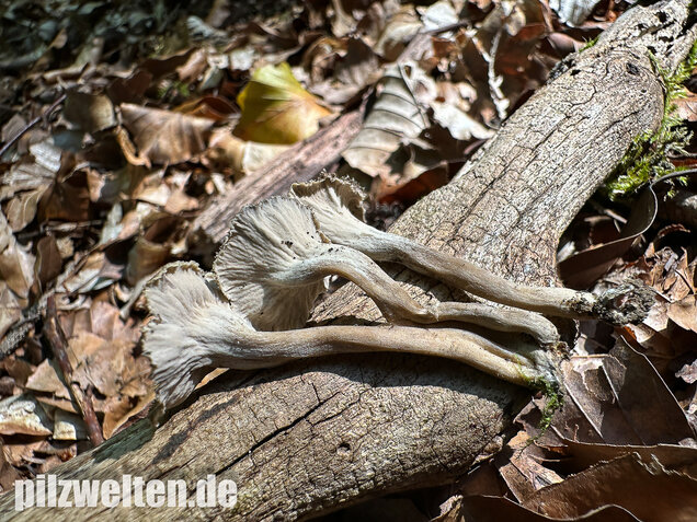 Krause Kraterelle, Krauser Leistling, Craterellus undulatus