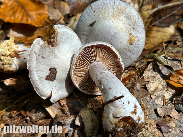 Weißvioletter Dickfuß, Cortinarius alboviolaceus
