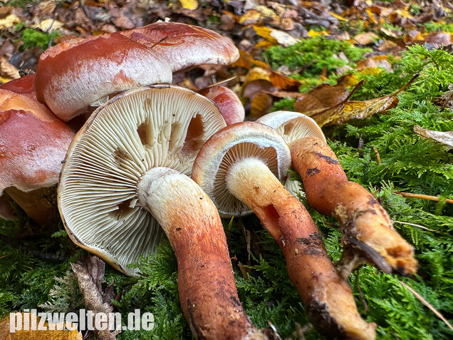 Ziegelroter Schwefelkopf, Hypholoma lateritium