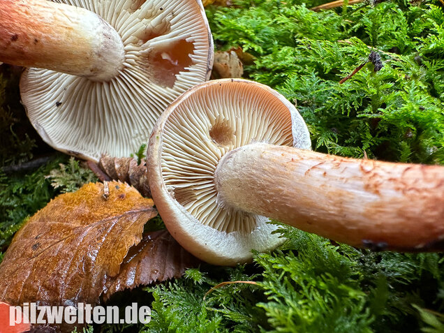 Ziegelroter Schwefelkopf, Hypholoma lateritium