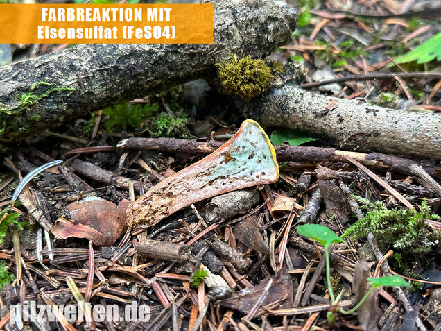 Abgestutzte Herkuleskeule, Clavariadelphus truncatus